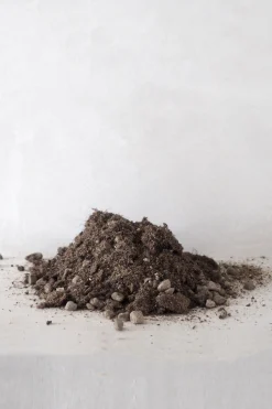 PLANT Bundle : Essential omning Clearance