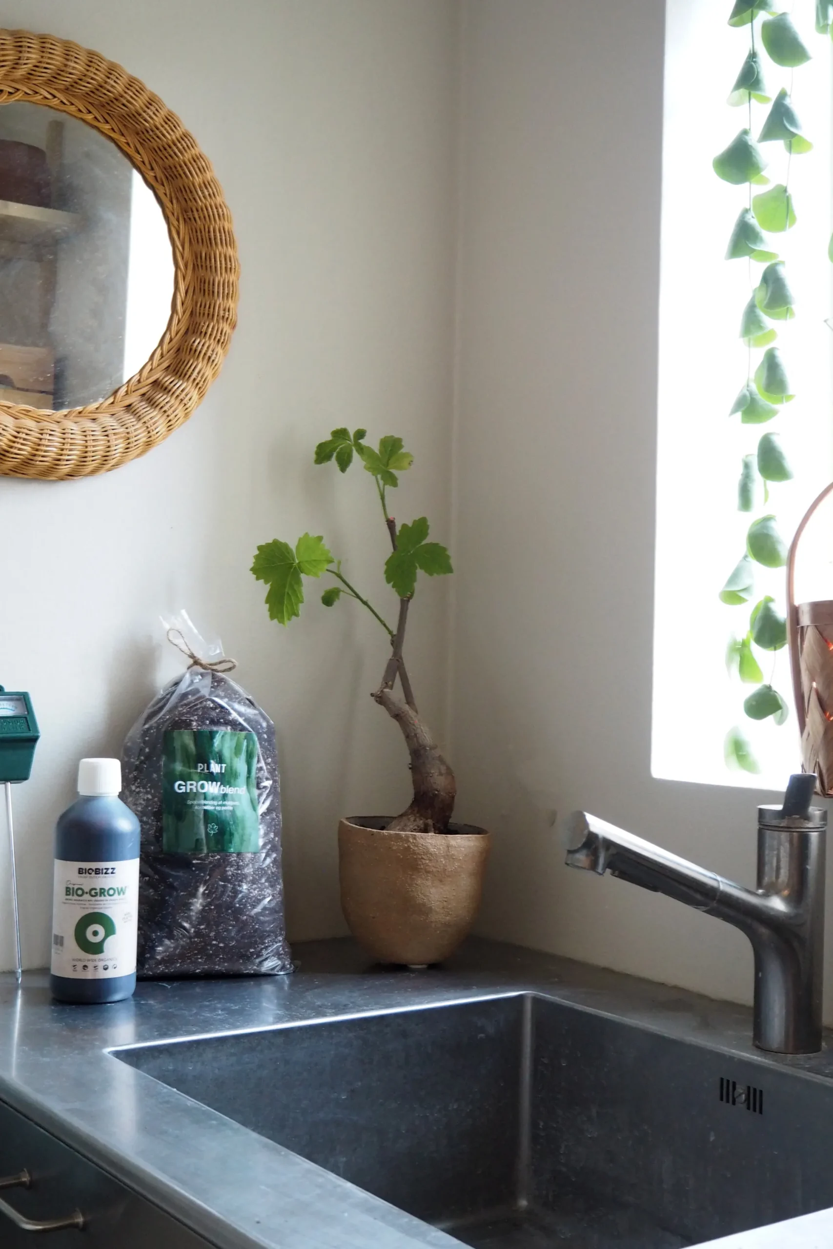 PLANT Bundle : Pro epleje Clearance