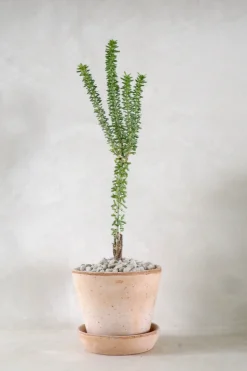 PLANT Ceraria Namaquensis Outlet