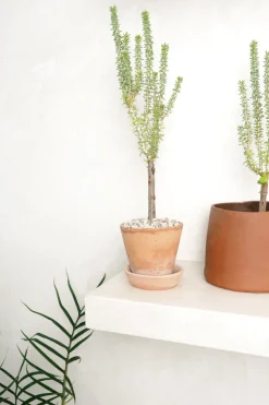 PLANT Ceraria Namaquensis Outlet