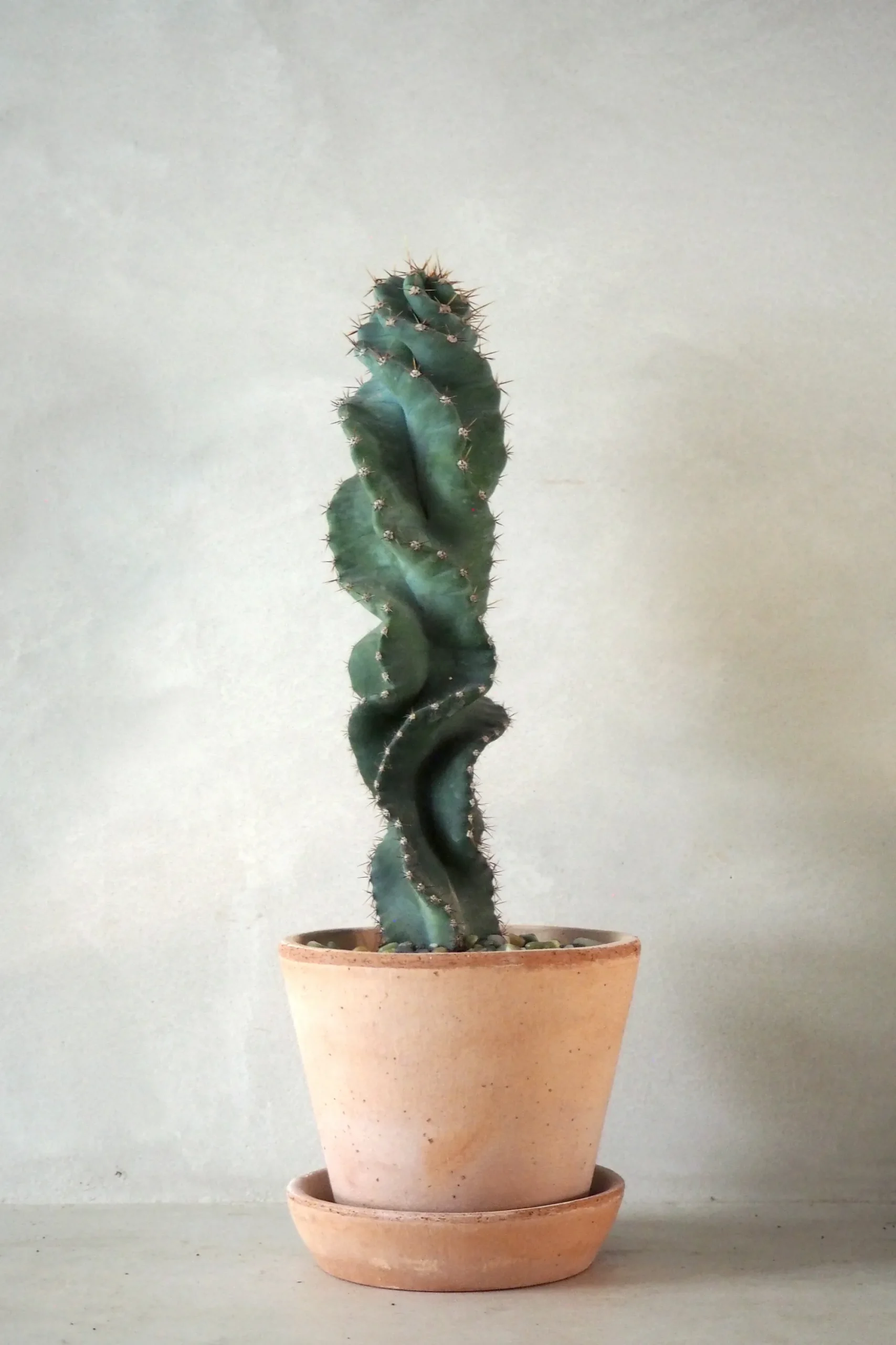 PLANT Cerus peruvianus spiralis kaktus Outlet