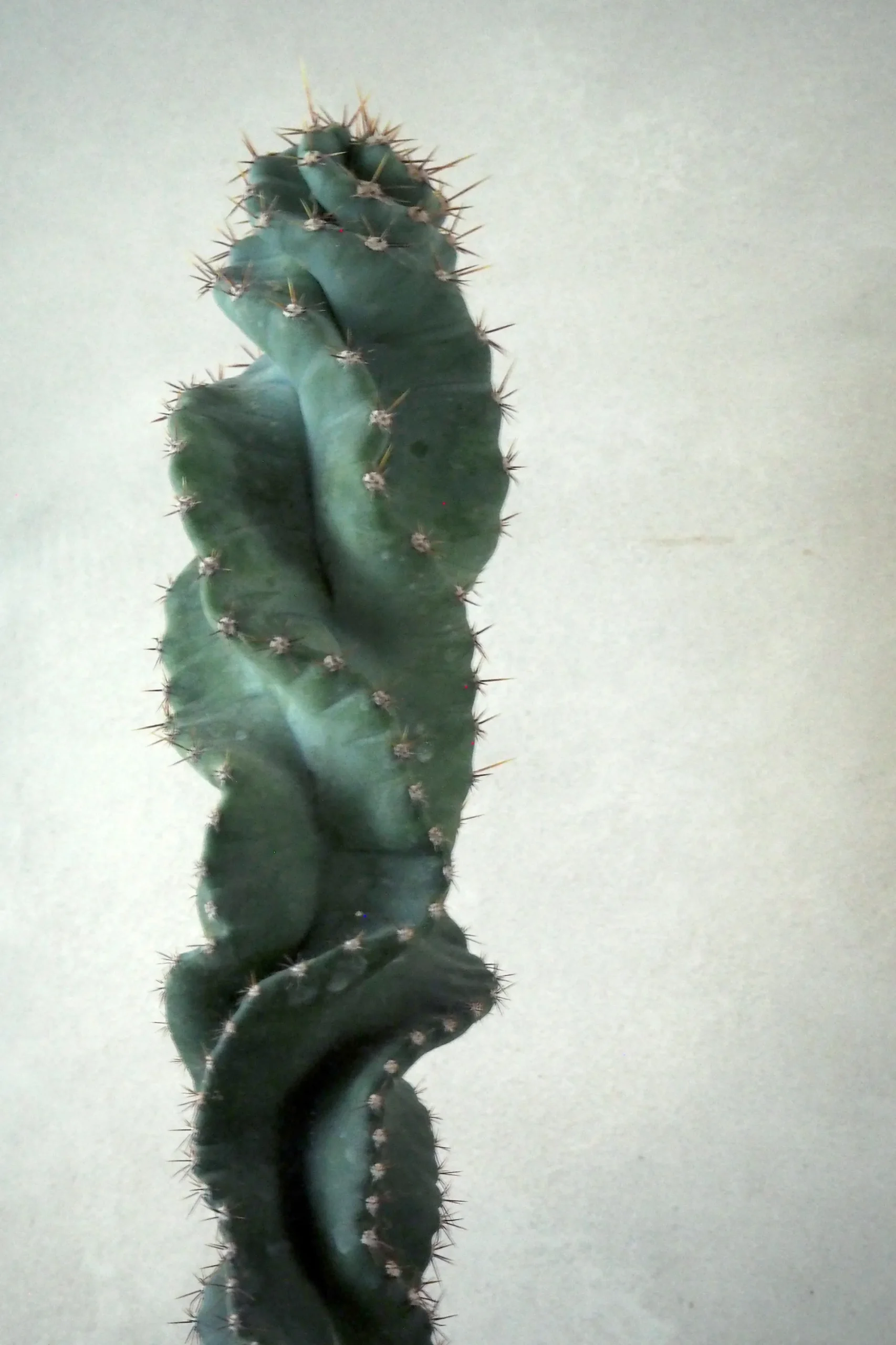 PLANT Cerus peruvianus spiralis kaktus Outlet