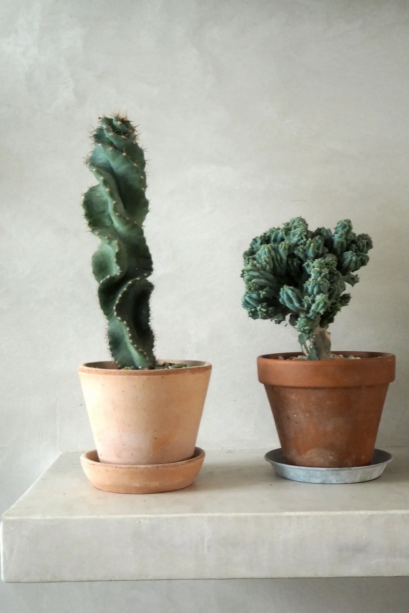PLANT Cerus peruvianus spiralis kaktus Outlet