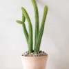 PLANT Cleistocactus samaipatanus Clearance