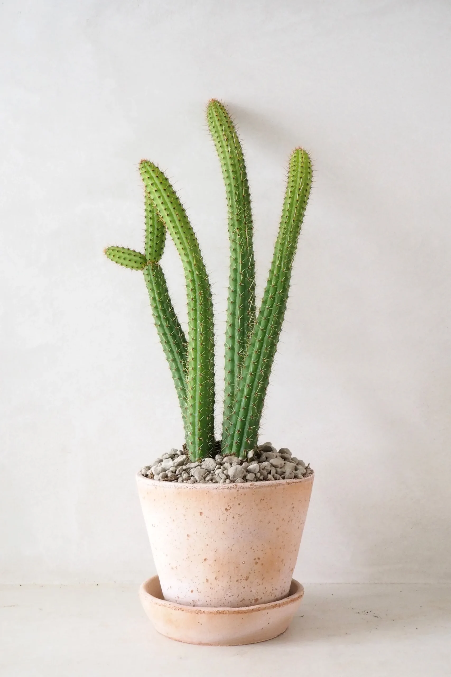PLANT Cleistocactus samaipatanus Clearance