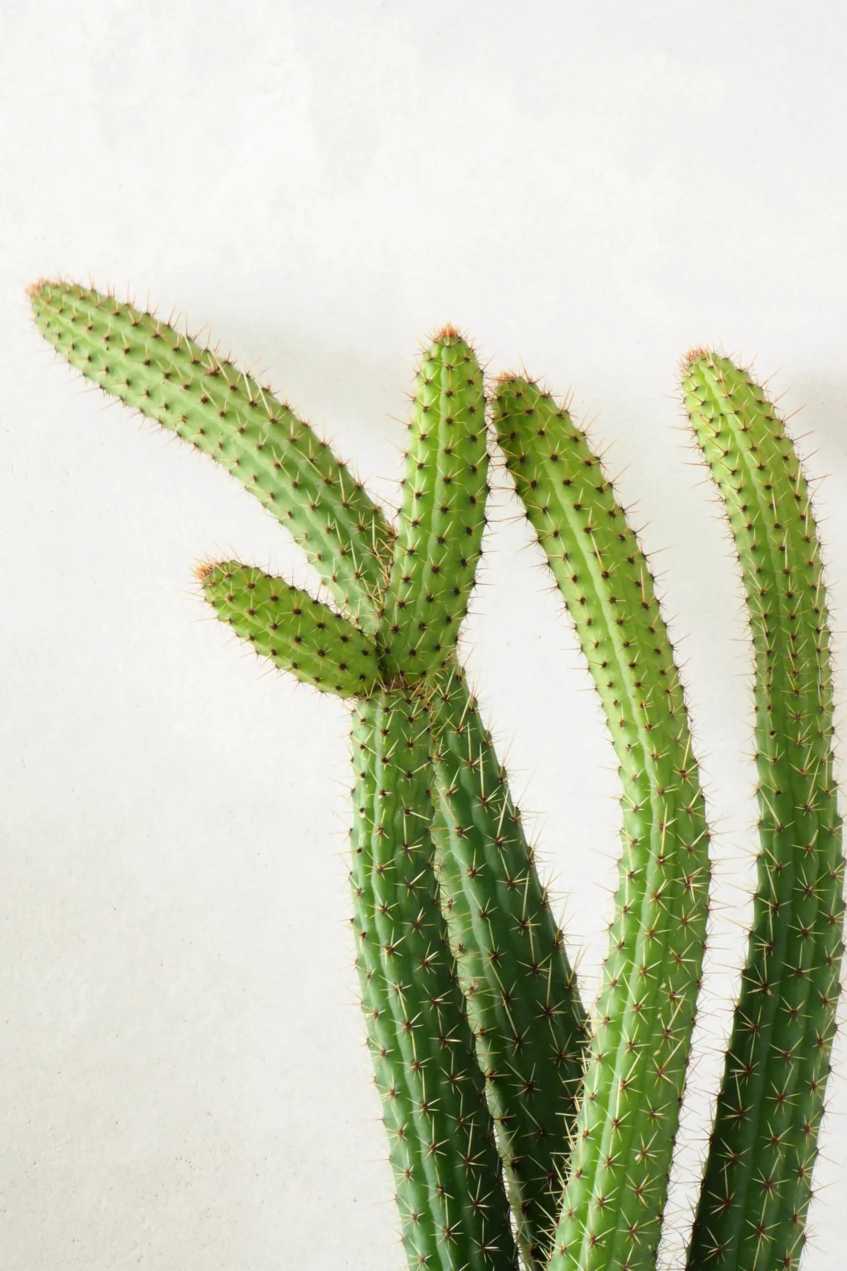 PLANT Cleistocactus samaipatanus Clearance