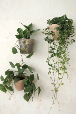 PLANT Clippy vægophæng