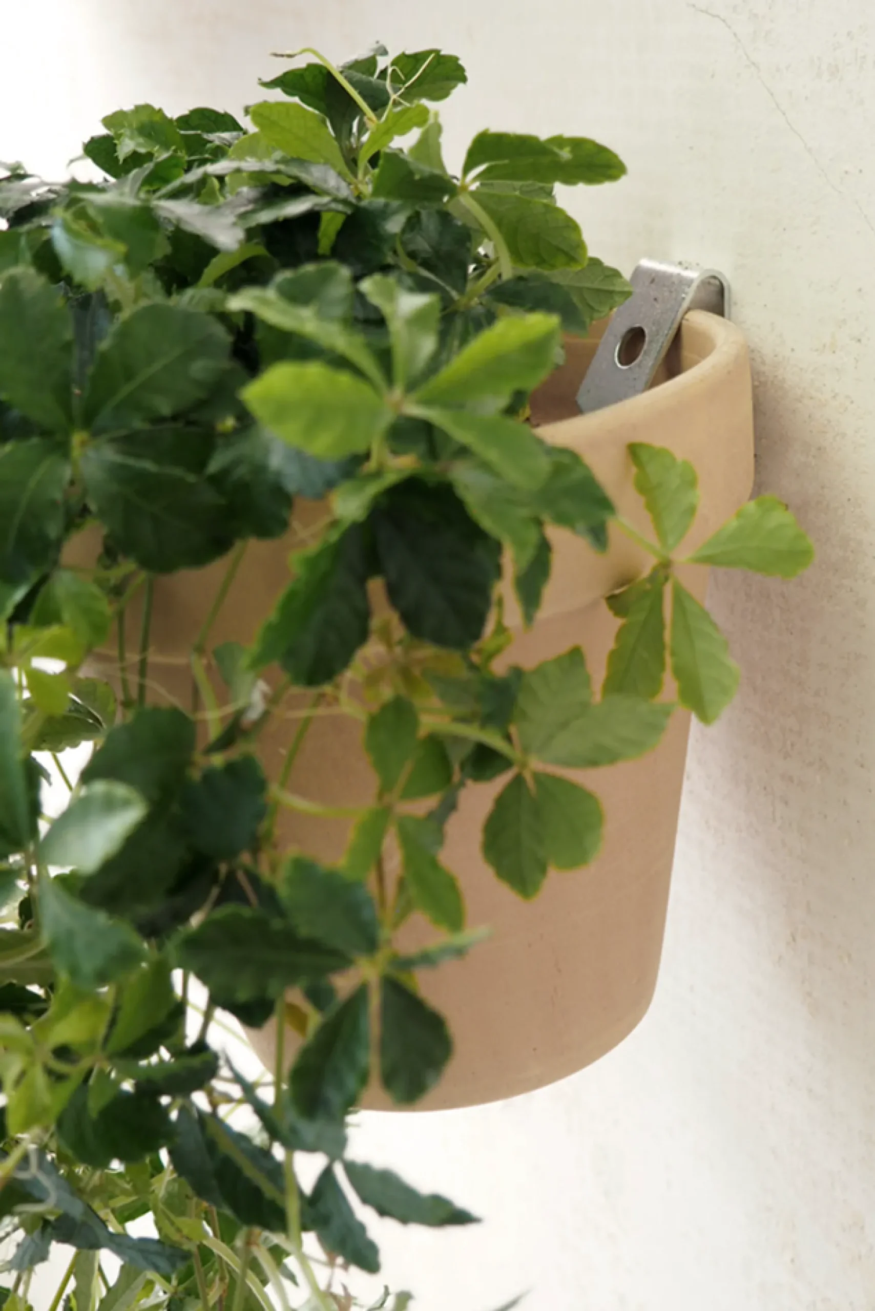 PLANT Clippy vægophæng