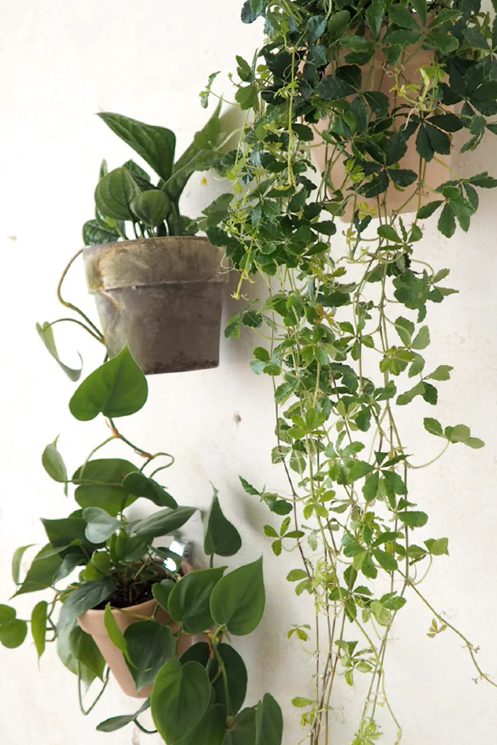 PLANT Clippy vægophæng