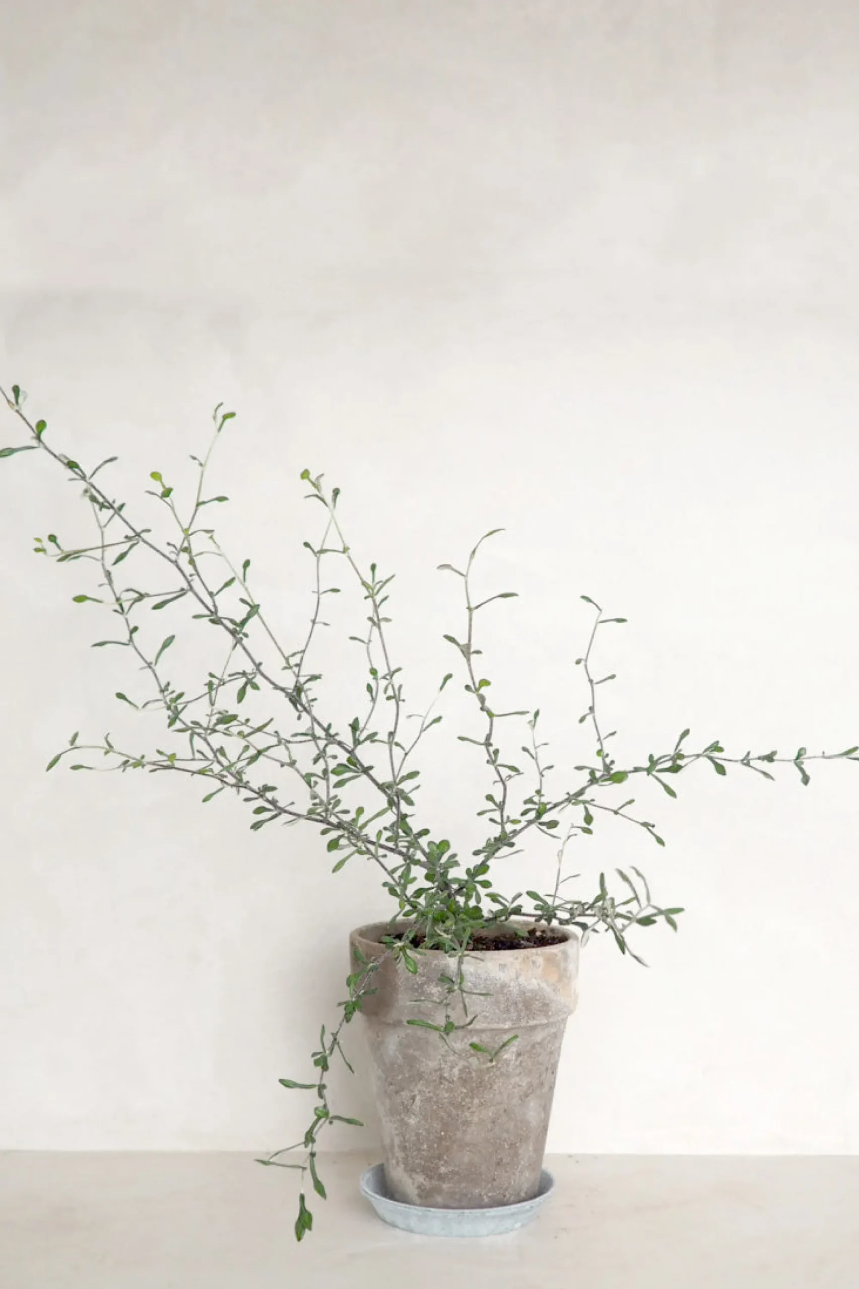 PLANT Corokia virgata - Maori Green Best