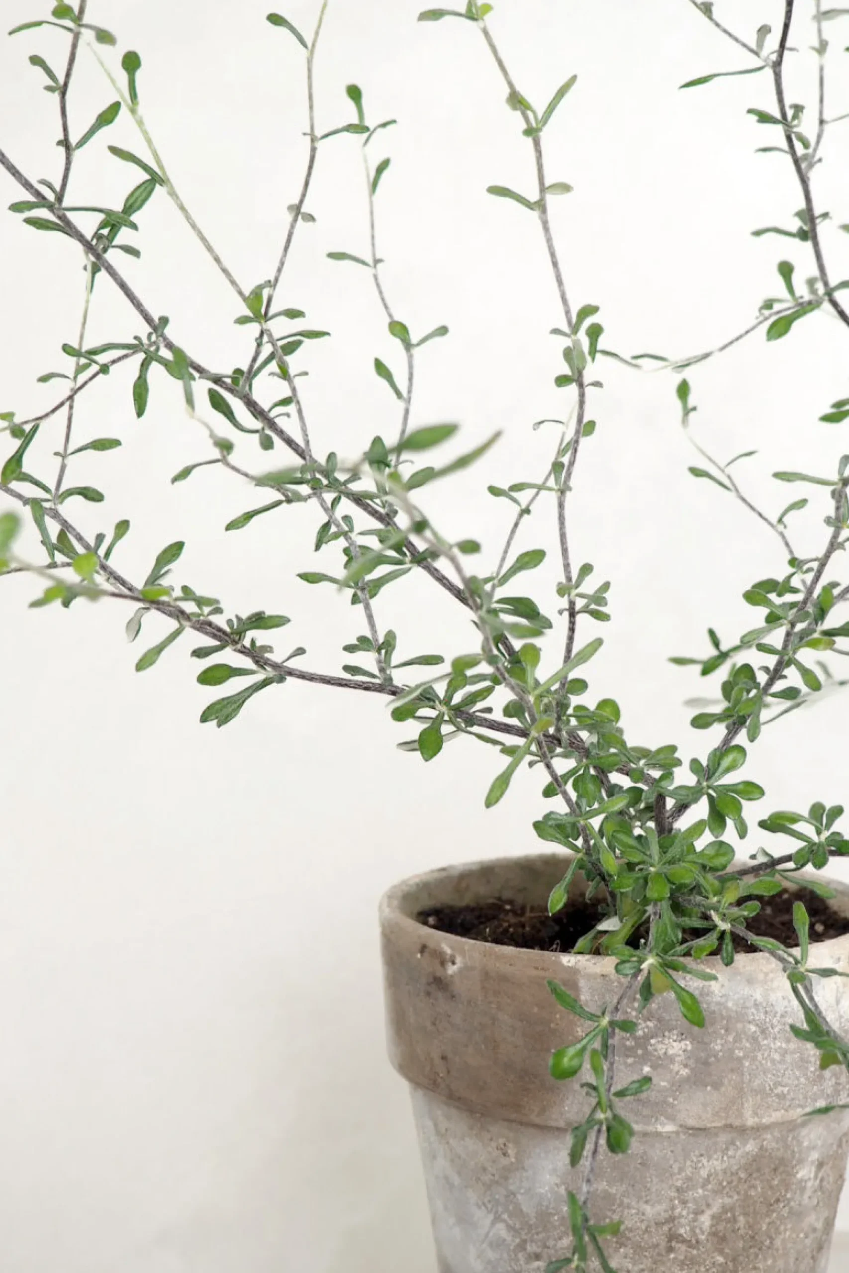 PLANT Corokia virgata - Maori Green Best