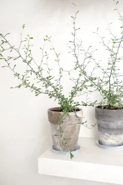 PLANT Corokia virgata - Maori Green Best