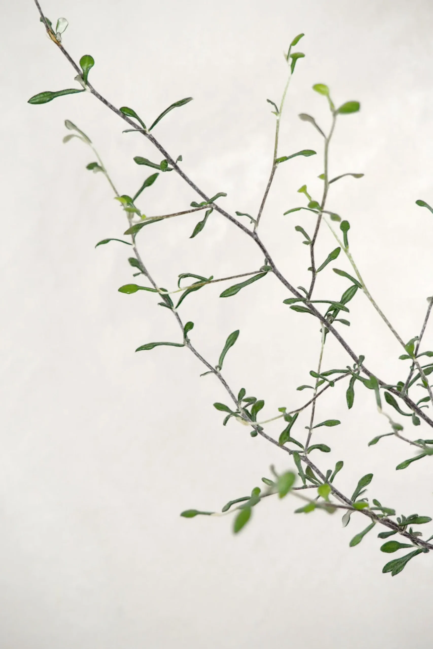 PLANT Corokia virgata - Maori Green Best
