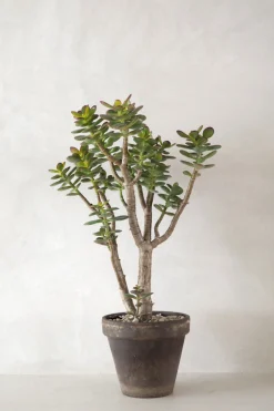 PLANT Crassula Discount