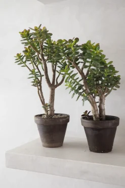 PLANT Crassula Discount