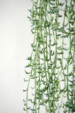 PLANT Delfine - Senecio Peregrinus Clearance