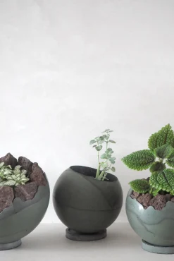 PLANT Dirty Roots - Tau Ceti Online