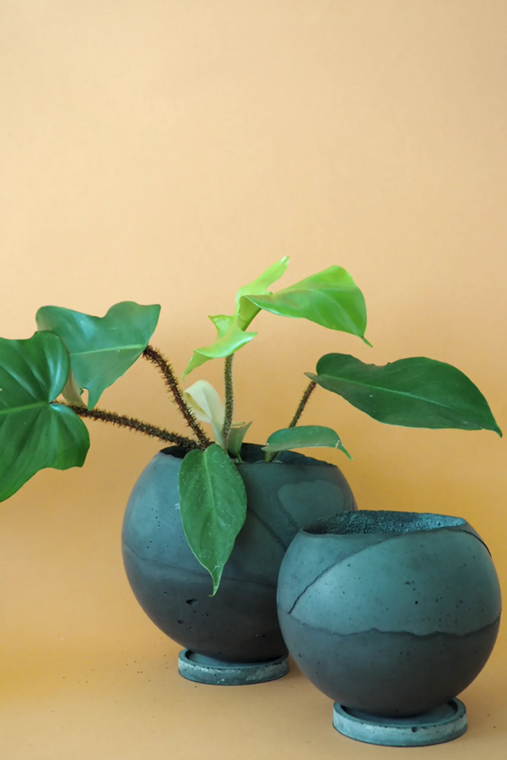 PLANT Dirty Roots - Tau Ceti Online
