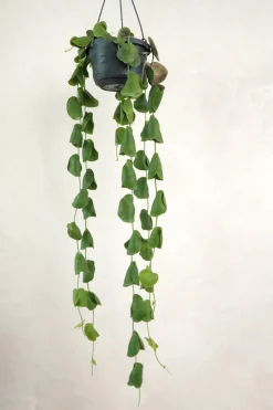 PLANT Dischidia Platyphylla Clearance
