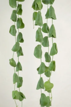 PLANT Dischidia Platyphylla Clearance