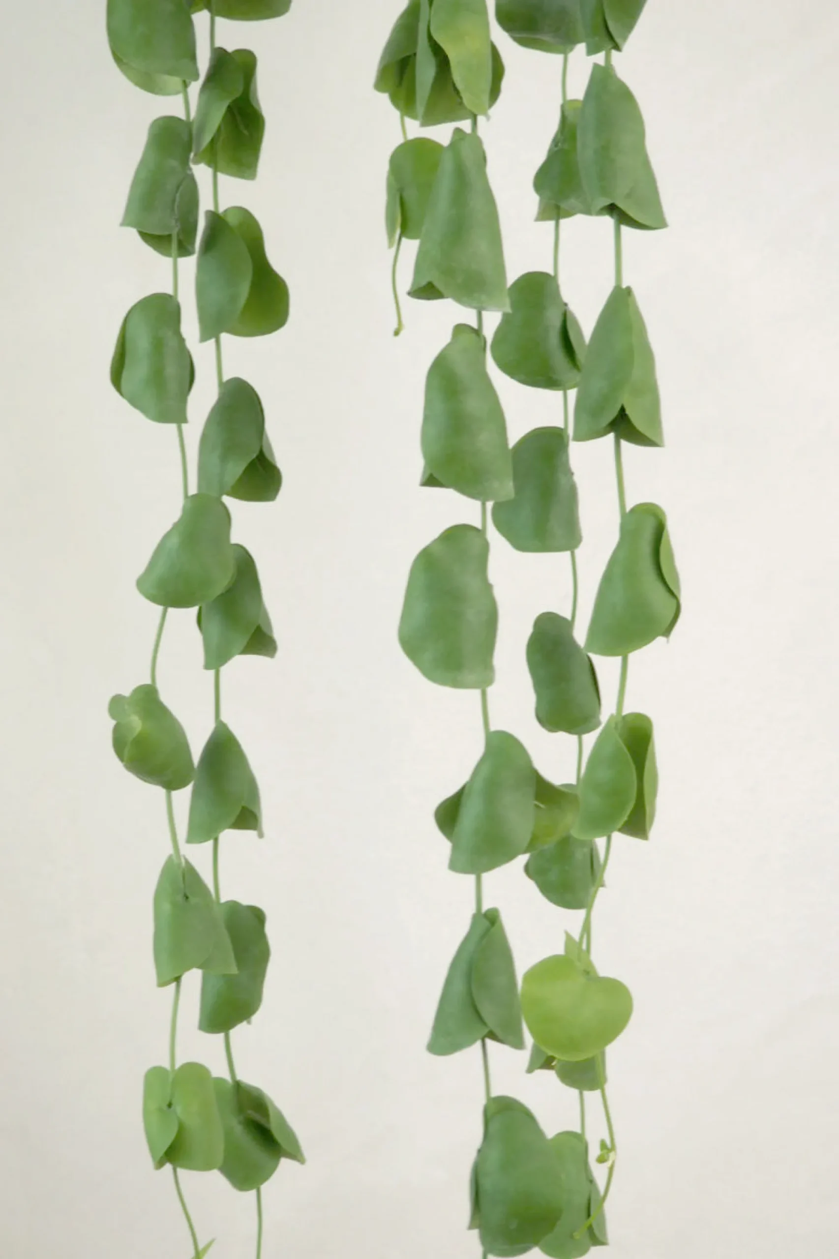 PLANT Dischidia Platyphylla Clearance