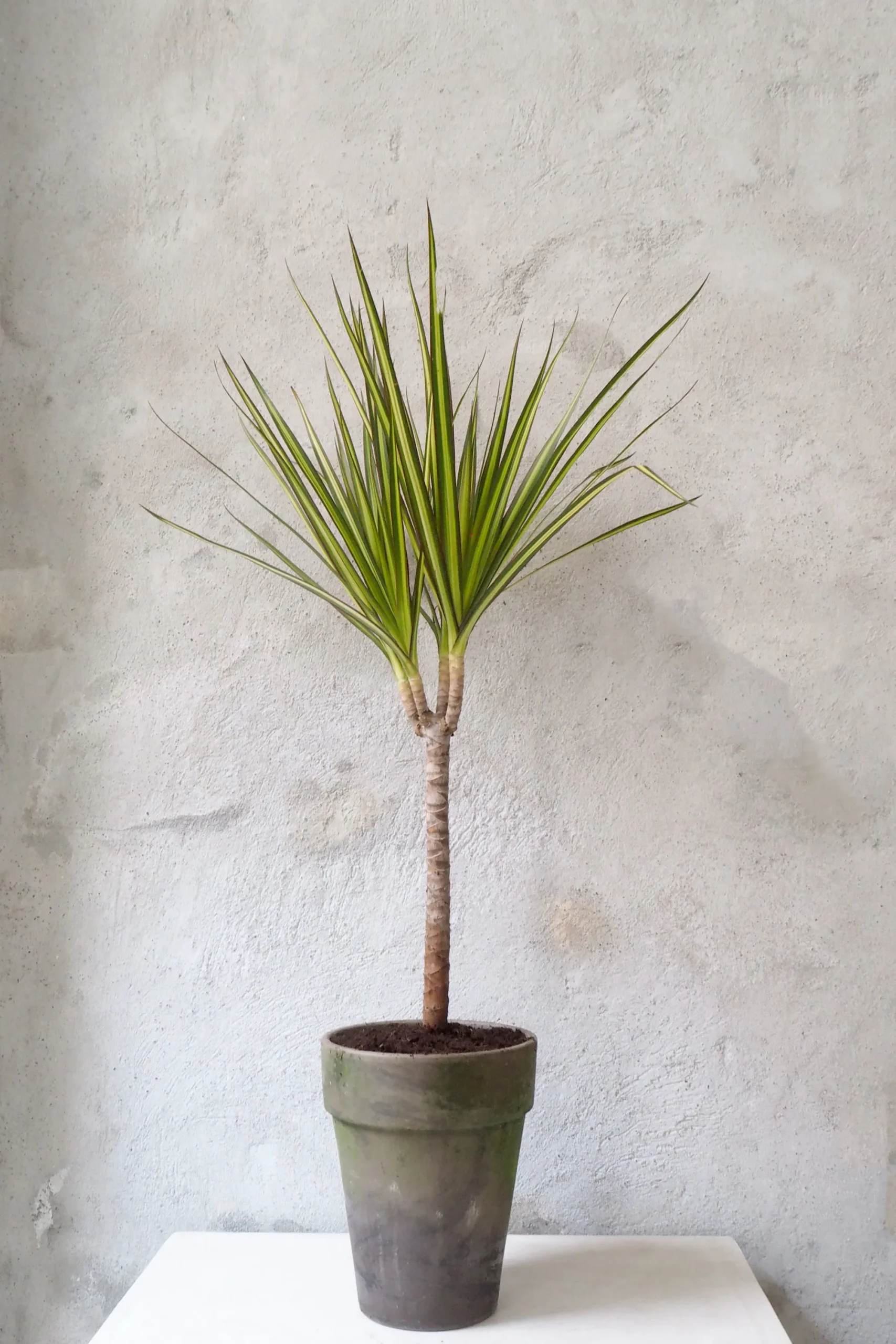 PLANT Dracena New