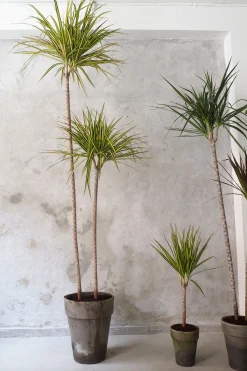 PLANT Dracena New