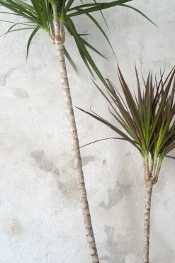 PLANT Dracena, medium Clearance