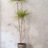 PLANT Dracena, stor Outlet