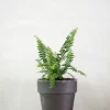 PLANT Duffy bregne Discount
