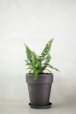 PLANT Duffy bregne Discount