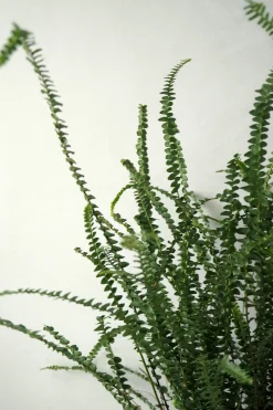 PLANT Duffy bregne Discount