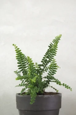 PLANT Duffy bregne Discount