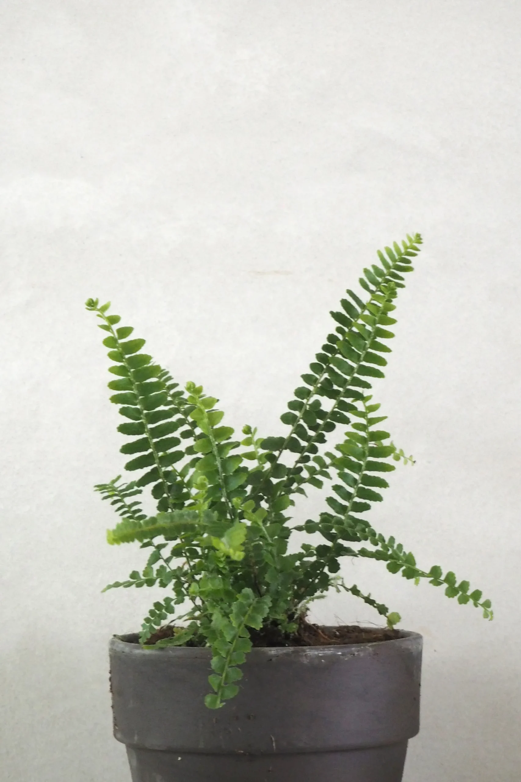 PLANT Duffy bregne Discount