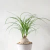 PLANT Elefantfod Online