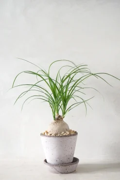 PLANT Elefantfod Online