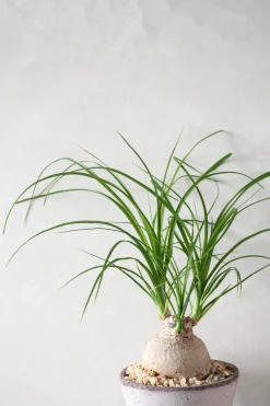 PLANT Elefantfod Online