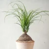 PLANT Elefantfod, medium Outlet