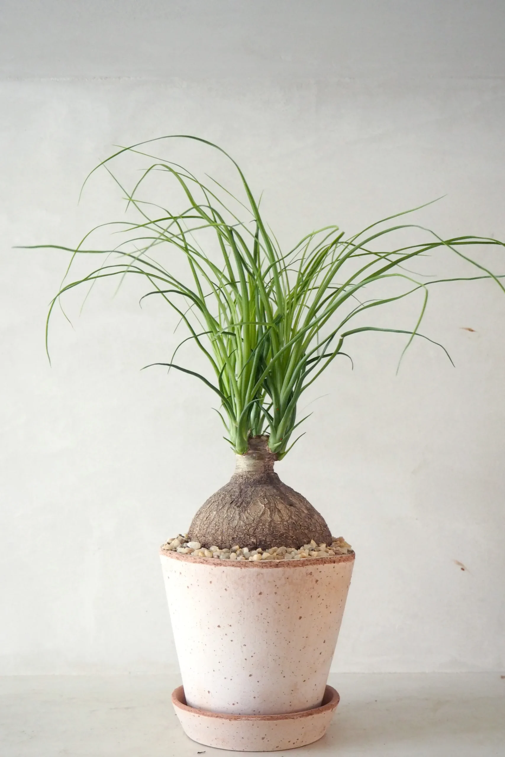 PLANT Elefantfod, medium Outlet