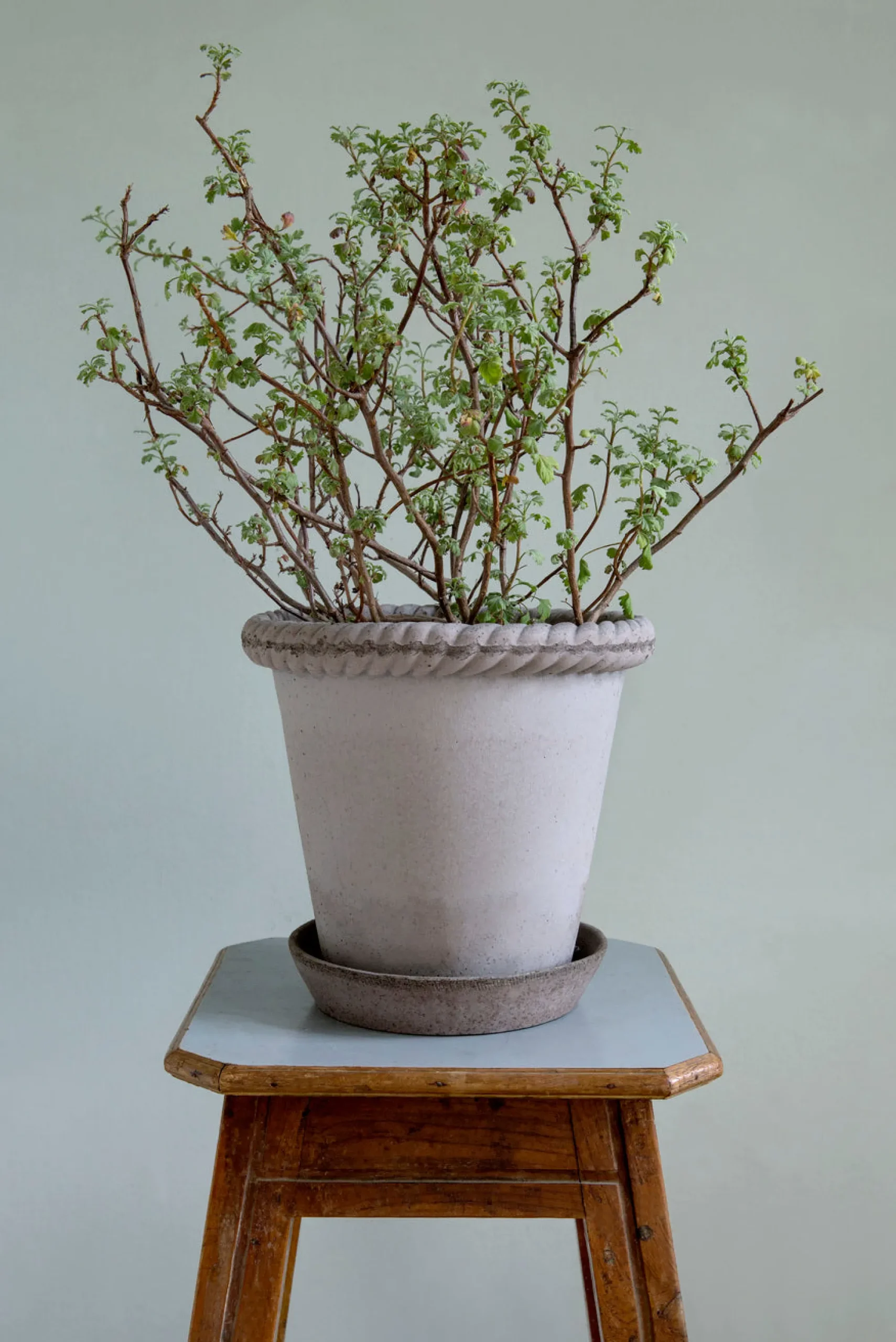 PLANT Emilia krukke, raw grey Clearance