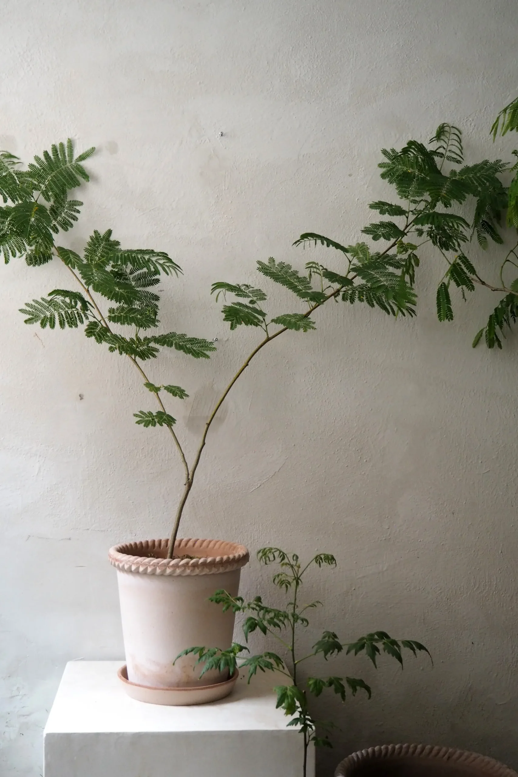 PLANT Emilia krukke, raw rosa New