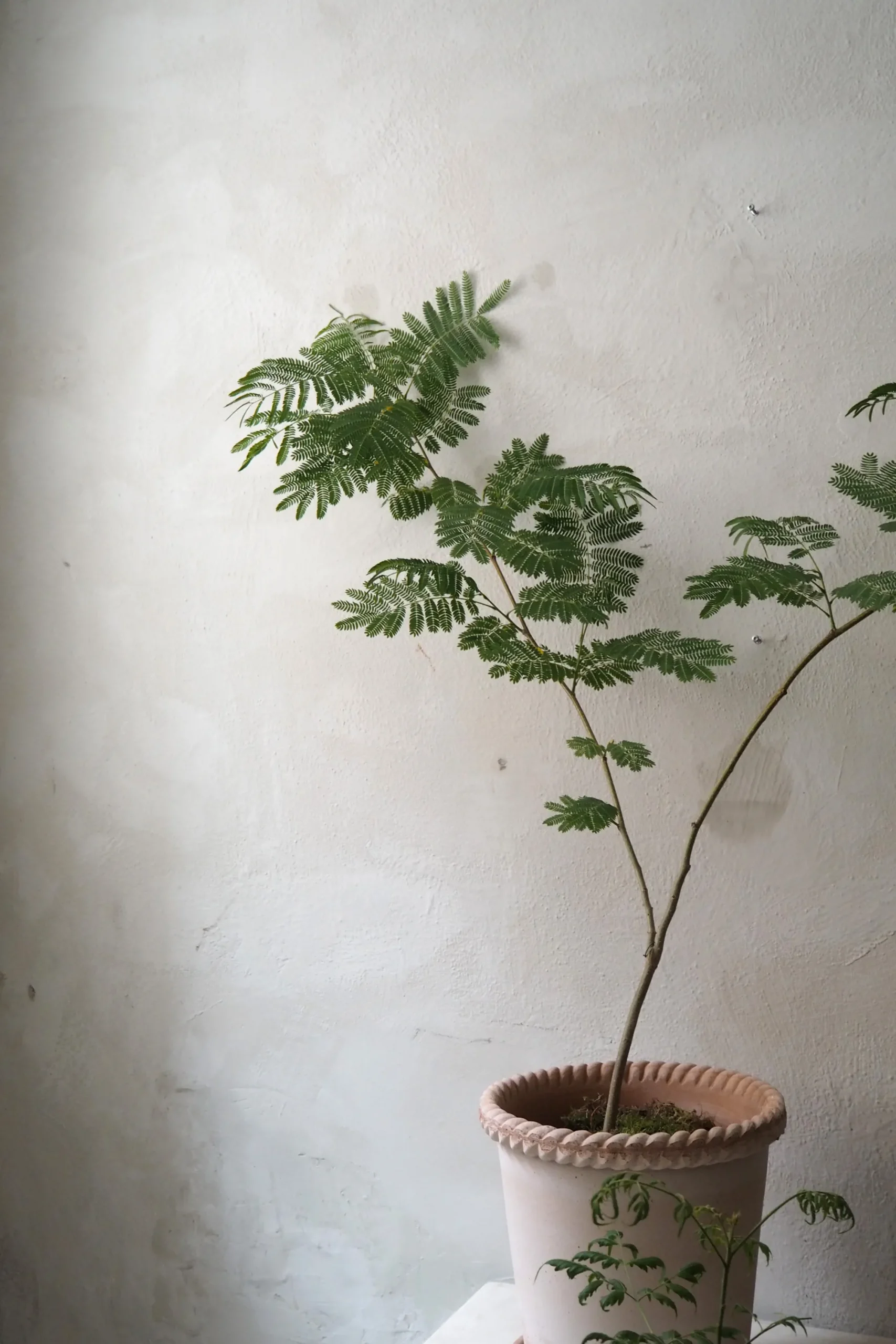 PLANT Emilia krukke, raw rosa New