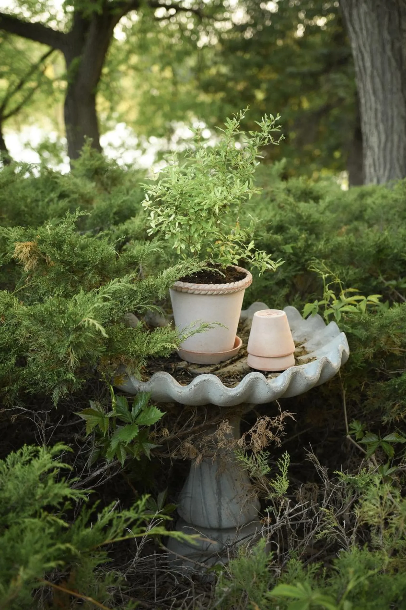 PLANT Emilia krukke, raw rosa New