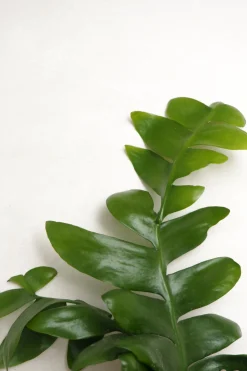 PLANT Epiphyllum chrysocardium Hot
