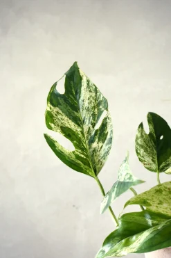 PLANT Epipremnum pinnatum ‘Marble Variegata’ Clearance