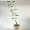 PLANT Eucalyptus langbladet Online