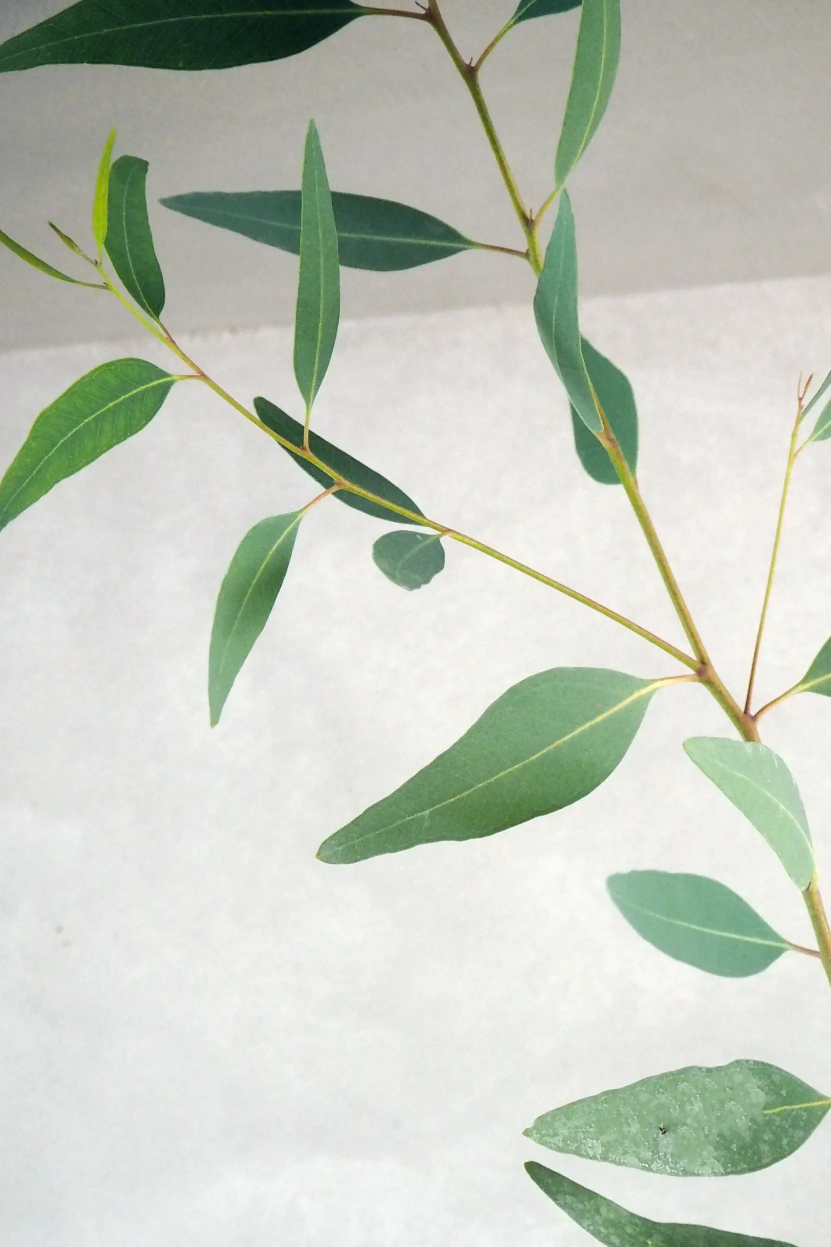 PLANT Eucalyptus langbladet Online