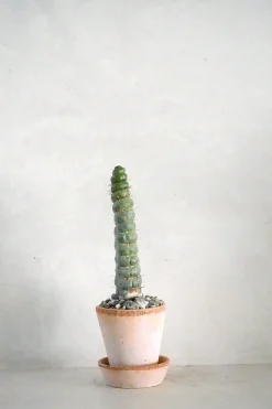 PLANT Eulychnia Castanea spiralis Clearance