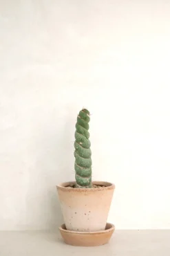 PLANT Eulychnia Castanea spiralis Clearance