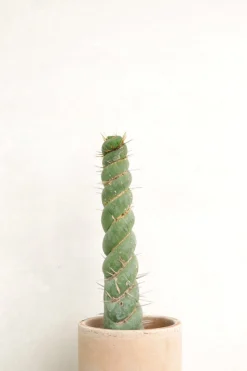 PLANT Eulychnia Castanea spiralis Clearance
